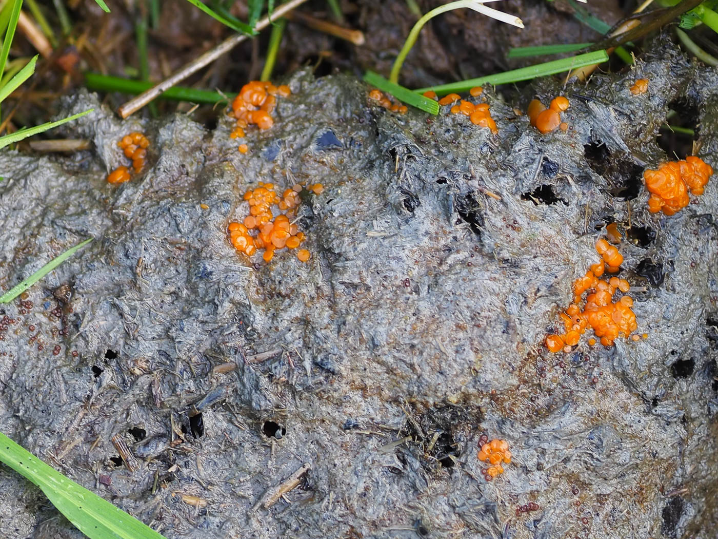 Photo © John Catterson Cheilymenia granulata by John Catterson